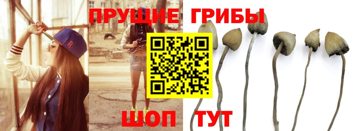 Псилоцибиновые грибы Magic Shrooms  Вход с VPN  Лениногорск  Псилоцибиновые грибы прущие грибы 